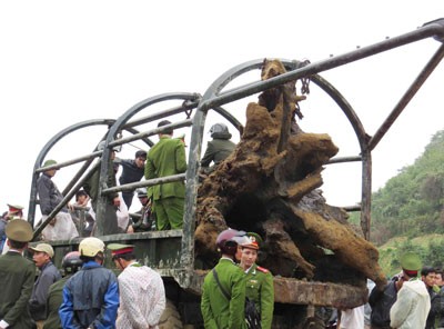 The sua tree foot is removed into truck (Photo: SGGP)